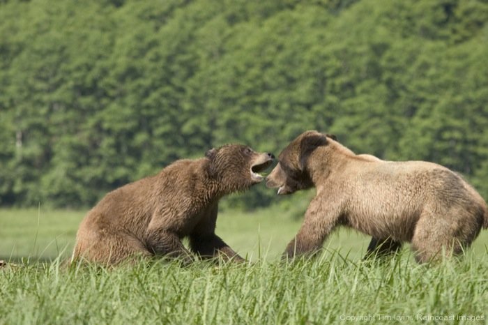 Two grizzlies face off in the long grass on the West Coast