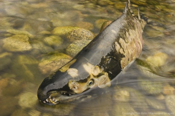 Photo of a tired spawning male salmon in a stream