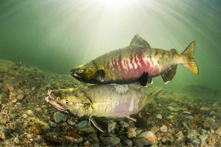 The Fraser River and its estuary is one of the most productive salmon watersheds in the world…