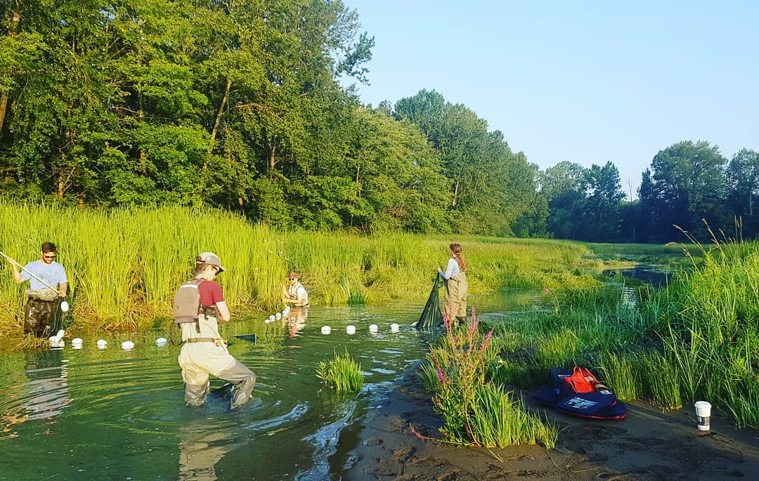 This is a photo of four researchers in an estuary, which looks marsh like and it is a sunny day.