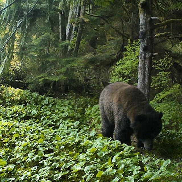Wanukv river grizzly