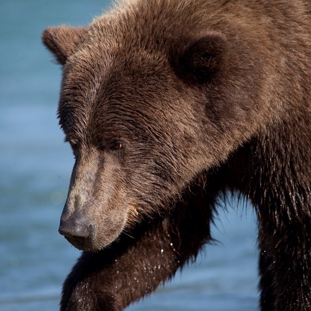 Spread the word on our new article on BC Grizzly Hunt up at Huffington Post