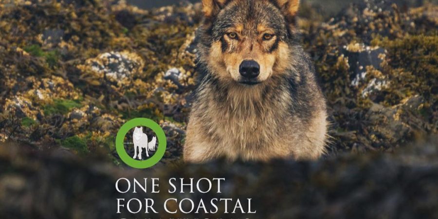 A wolf lies down in the intertidal zone on the coast of the Great Bear Forest.