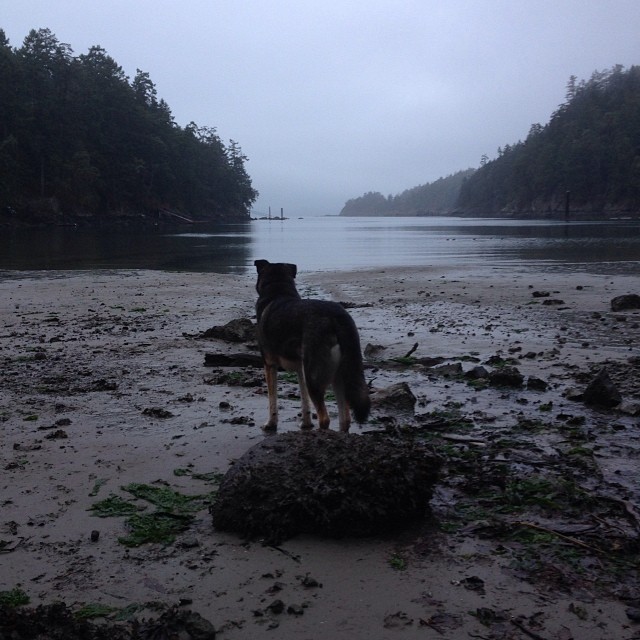 A misty afternoon at Shingle Bay…