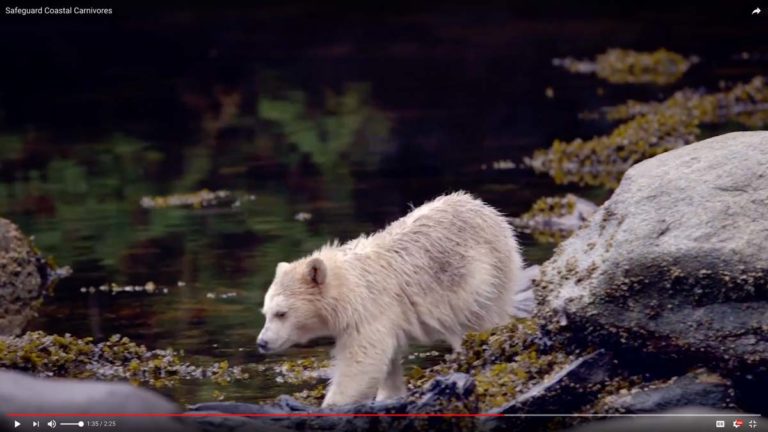 Securing the Nadeea tenure to stop commercial trophy hunting in the Great Bear Rainforest
