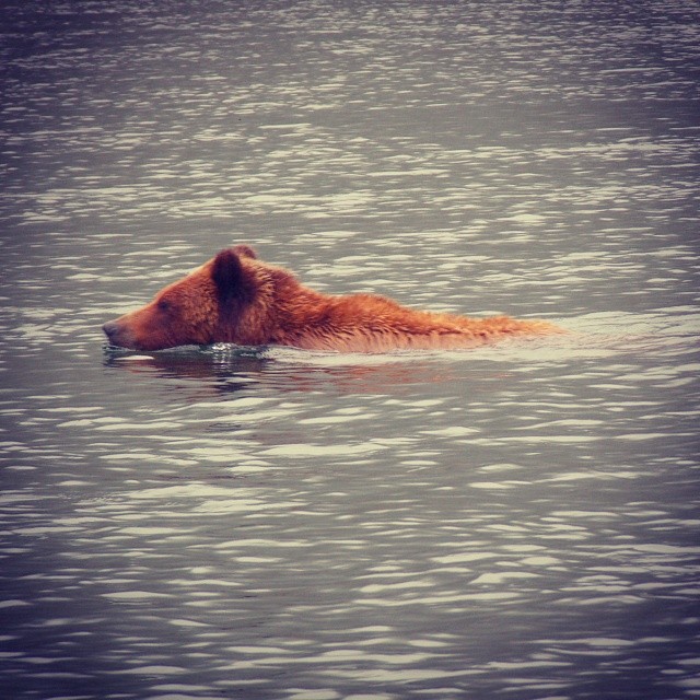 Grizzly bear going for a dip