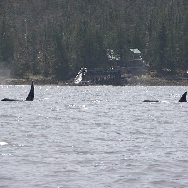 Tail fins and bodies of two orcase visible in the water beside an island