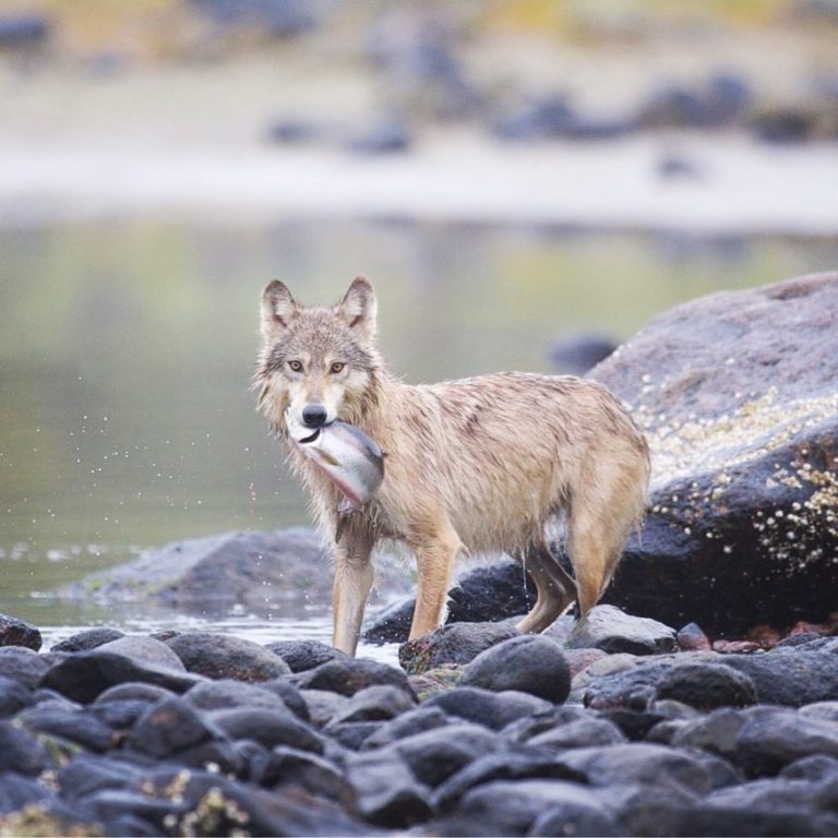Catch us at Patagonia Vancouver to hear about what we are doing to protect coastal carnivores