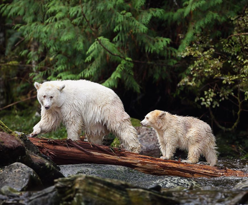 White bear and cub crossing a stream on a log, photographed by Melissa Groo and featured in One Shot for Coastal Carnivores exhibit benefiting Raincoast