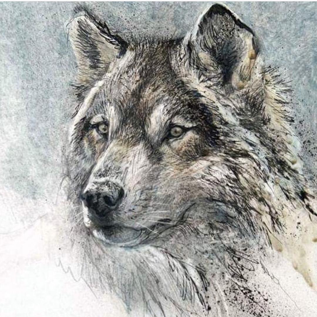 A close up wolf illustration from the Robert Bateman Centre.