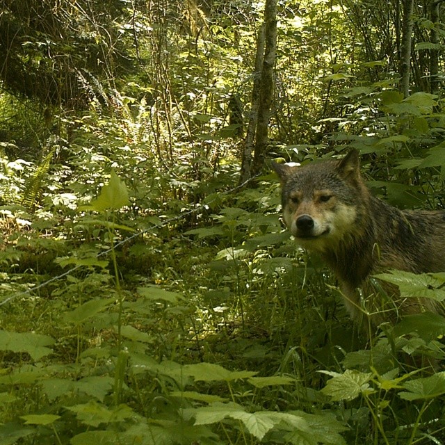 A medium sized light brown wolf centre right of picture poses in the Great Bear rainforest