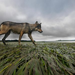 A wolf trots along the eel grass and seaweed lying down in an intertidal zone.