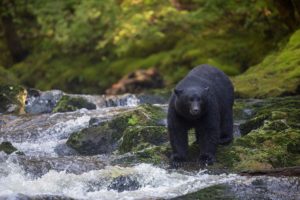 A black bear stands poised beside a creek and waterfall in the forest.