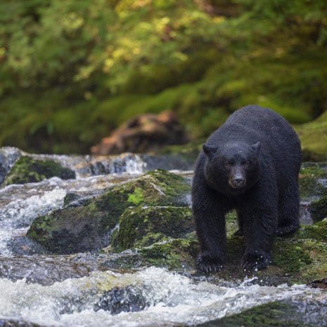 A black bear stands poised beside a creek and waterfall in the forest.