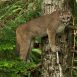 A cougar looks out over the forest majestically.