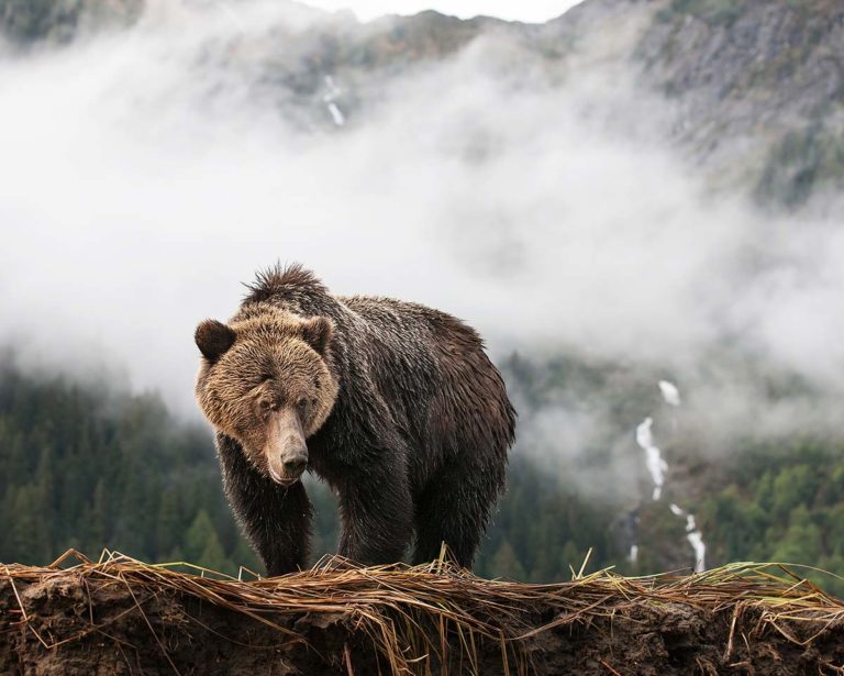 Grizzly in the Mist