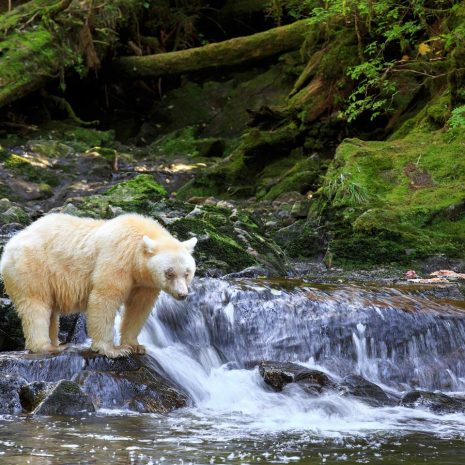 A Spirit bear stands on a creek waterfall in the Great Bear Rainforest.