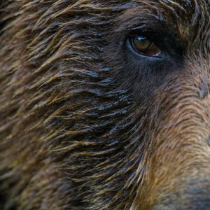 A close up of a Grizzly bear face and eye.