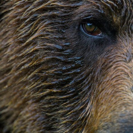 A close up of a Grizzly bear face and eye.