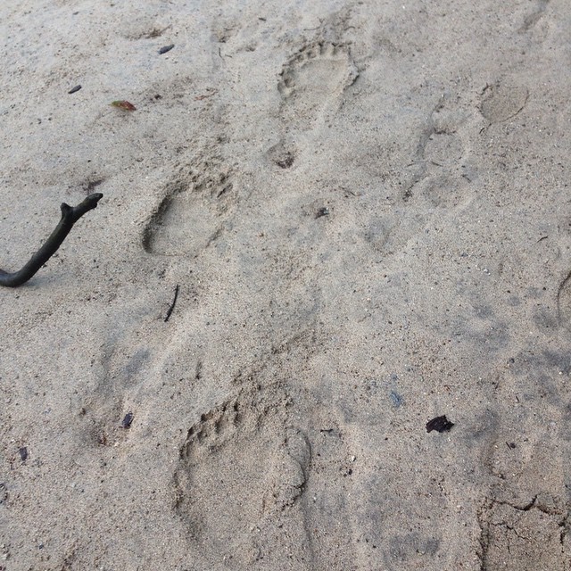 grizzly bear tracks visible on sand