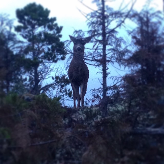 deer stands partially silhouetted on a hillock with dusk and forest in the background