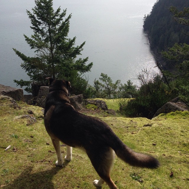 Raincoast dog Atticus standing on a green cliff looking out into the ocean