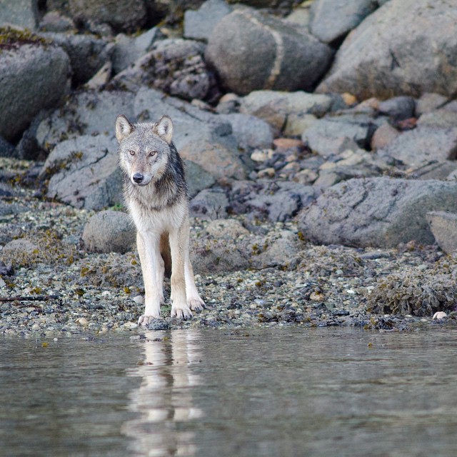 A grey white wolf stands on the edge of water with rocks as background while looking for herring on Heiltsuk Territory