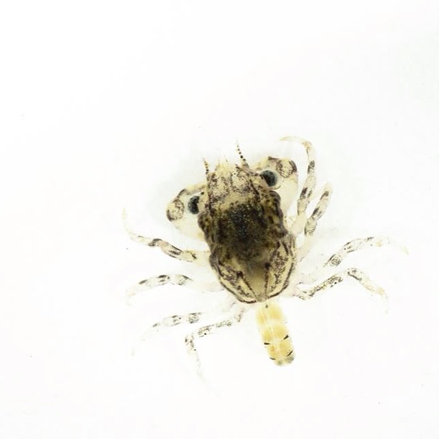 close up of a baby crab in yellow on a white background
