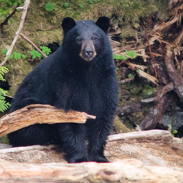 Black bear posing for camera