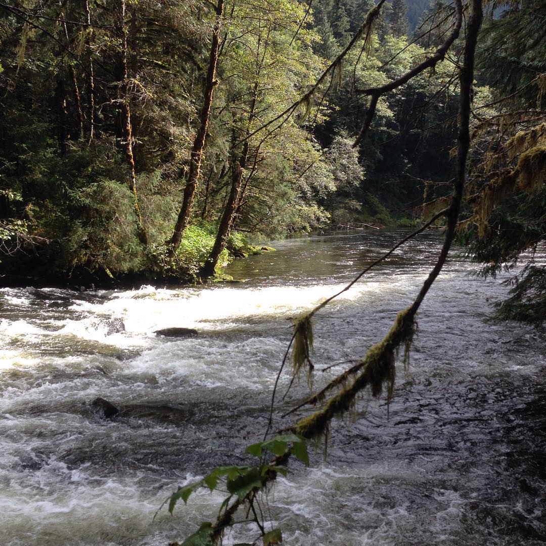 view of rushing river through branches in Kitasoo/Xai'xai