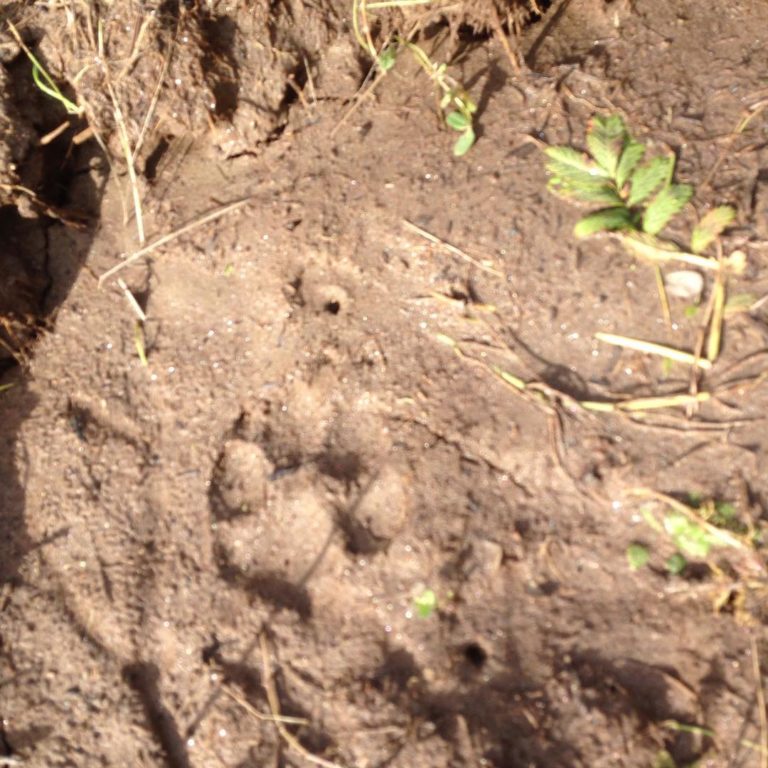 Found wolf tracks