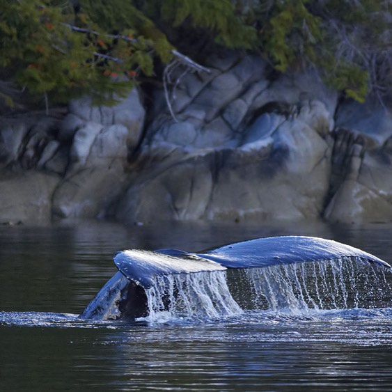 Humpback whales sighting