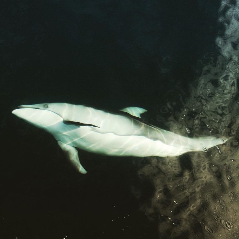 Pacific white-sided dolphin says “Hello” to Achiever