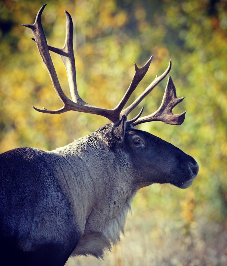The ultimate cause of caribou decline in Alberta