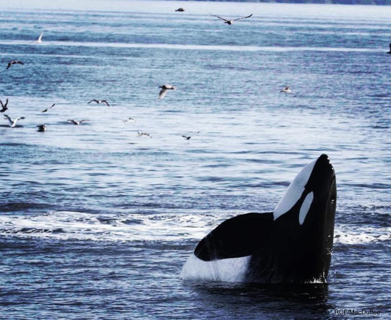 The Southern Resident killer whale orca
