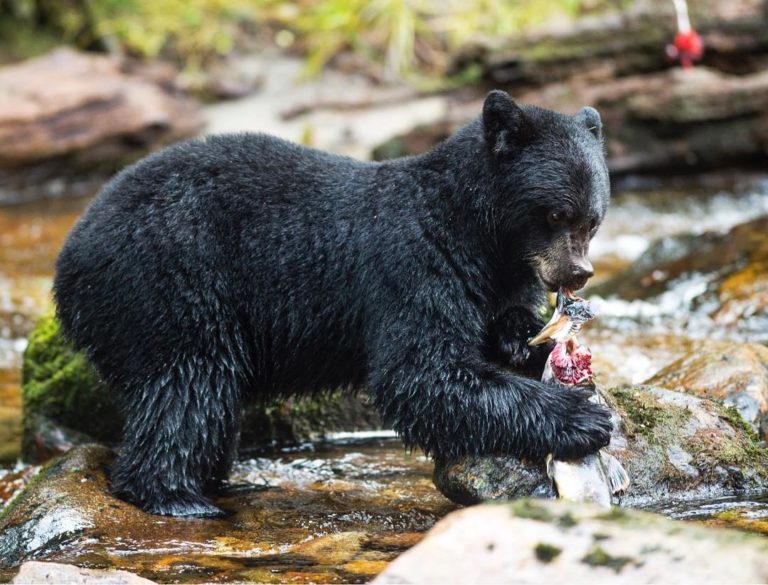 Biodiversity matters: diversity of salmon species is more important to black bears than simply the total amount of salmon