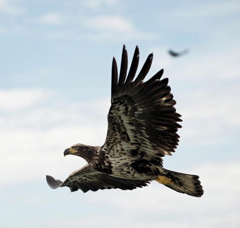 New research starting on eagles and salmon