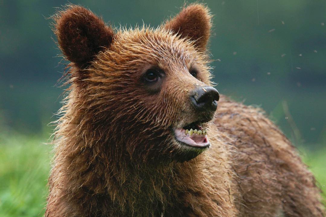Brown grizzly bear with mouth partially open