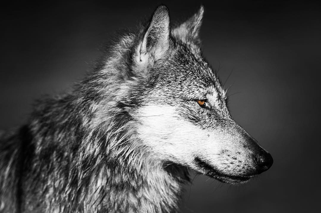 A beautiful wolf in black and white, just the head of the wolf in profile.