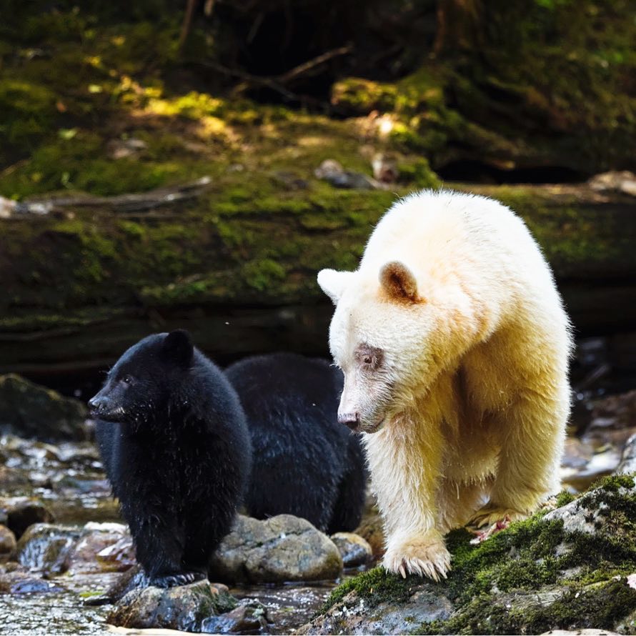 A black bear and a spirit bear walk side by side in the Great Bear Rainforest.