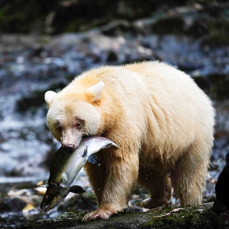 A spirit bear with a big wild salmon hanging from its mouth