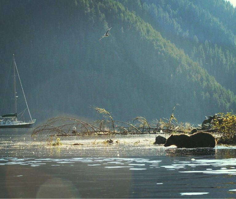 A chance to win a trip for two into the Great Bear Rainforest.