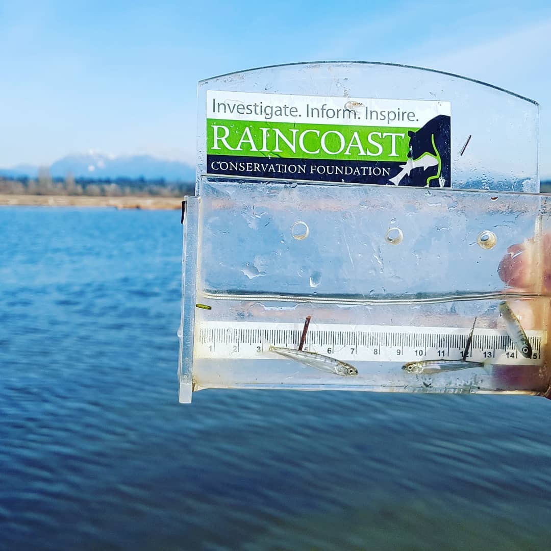 A person is holding up a clear container with "Raincoast Constervation on the label." The container has two very small silver fish inside it. In the background is a blue sky and a blue body of water.
