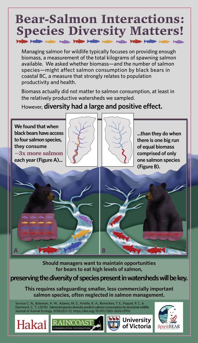 We found that when black bears have access to four salmon species, they consume ~3x more salmon each year (Figure A)... than they do when there is one big run of equal biomass comprised of only one salmon species (Figure B).