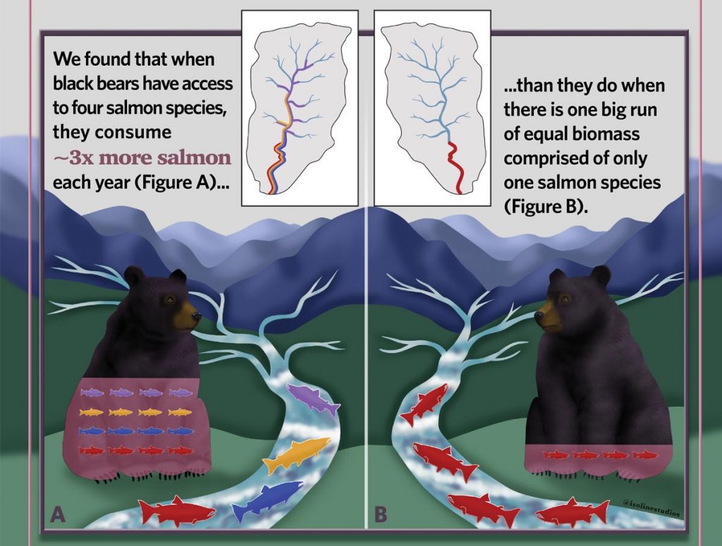 We found that when black bears have access to four salmon species, they consume ~3x more salmon each year (Figure A)... than they do when there is one big run of equal biomass comprised of only one salmon species (Figure B).
