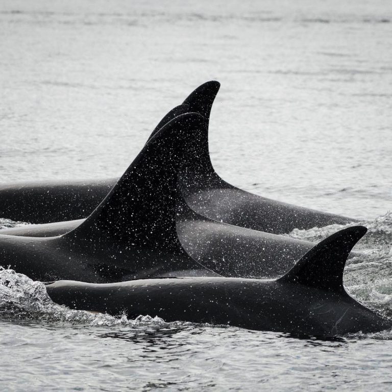 Expert Panel: What is the Future of Southern Resident Killer Whale Recovery?