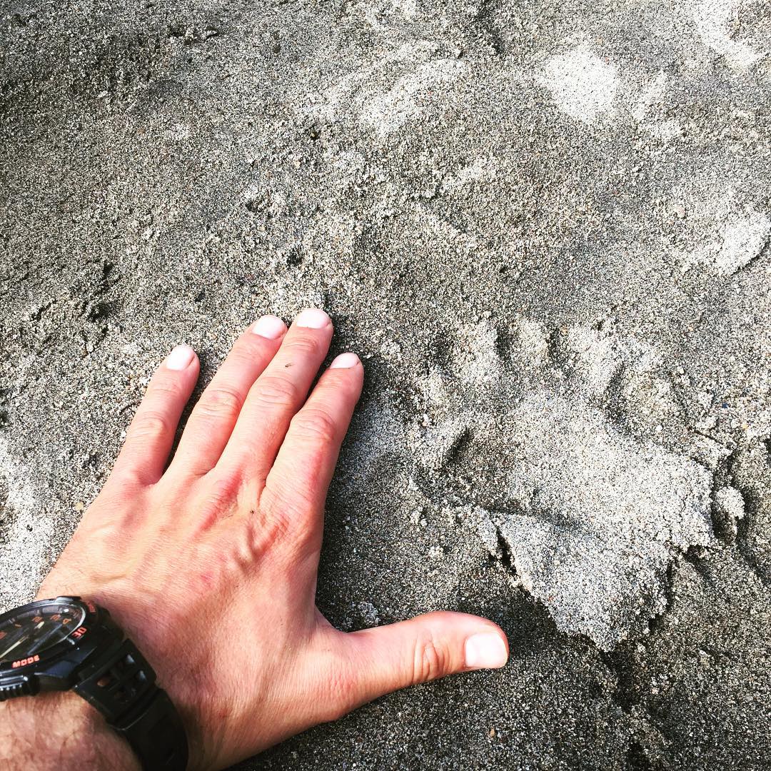 An adult hand in the sand next to a bear print of about the same size.