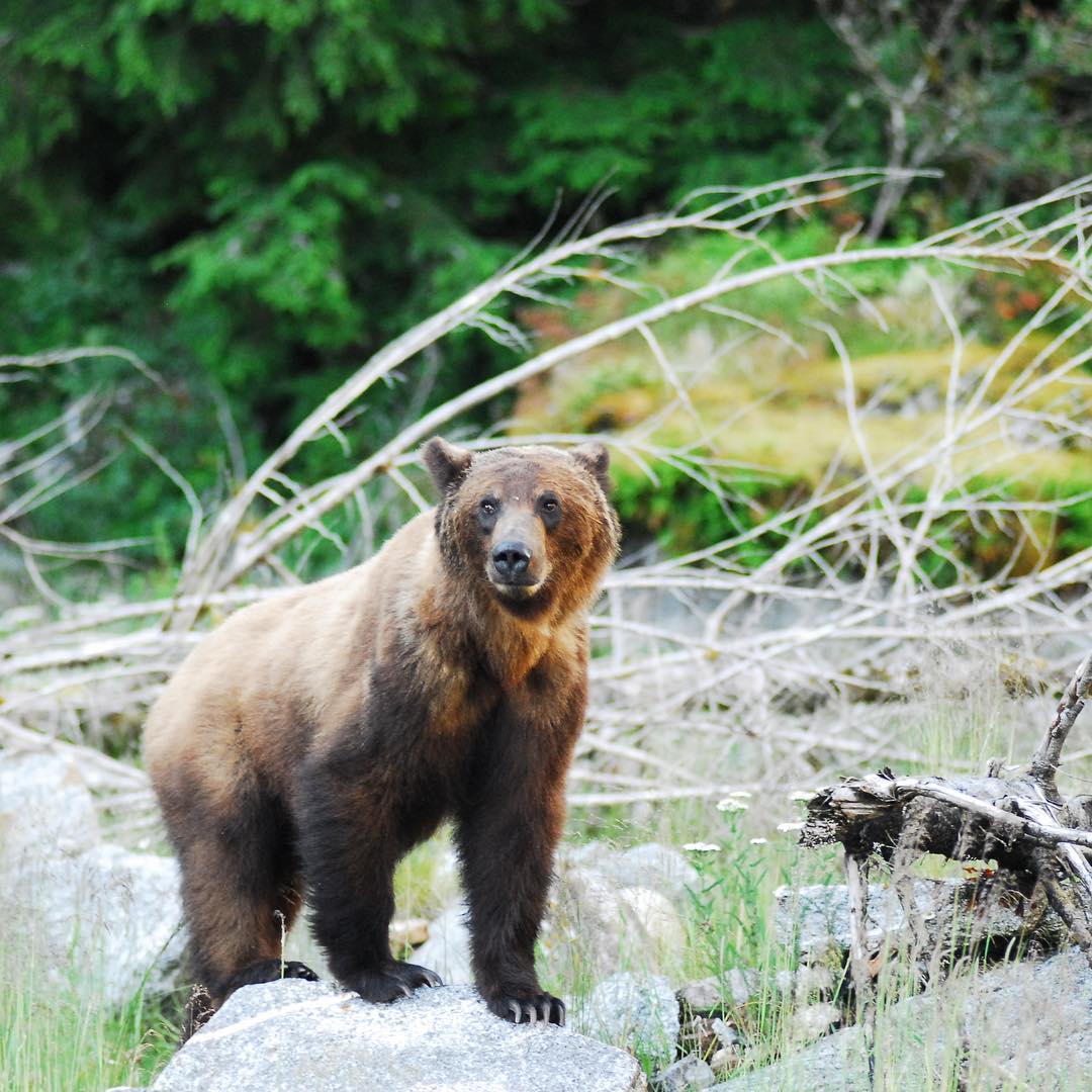A grizzly bear standing on a rock with rocky ground and then a forest behind it.