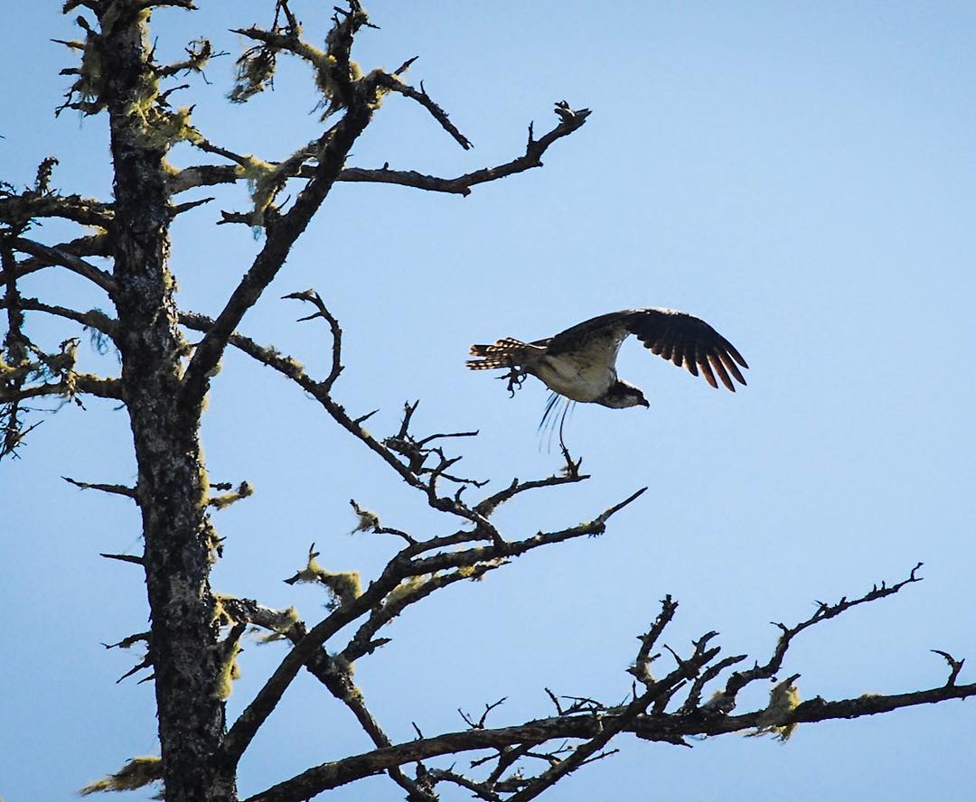 A hawk takes off from a tree and soars against a blue sky.