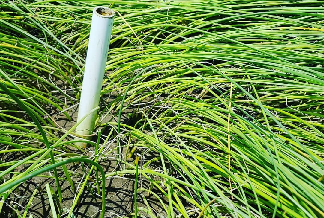 A white metal pipe stands amid green beach grass.